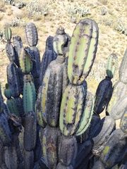 Armatocereus laetus, photograph Principe Mendoza Babilon, CC0, iNaturalist via GBIF