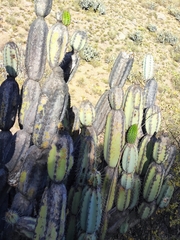 Armatocereus laetus, photograph Principe Mendoza Babilon, CC0, iNaturalist via GBIF