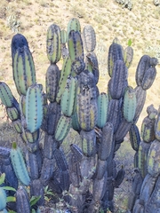 Armatocereus laetus, photograph Principe Mendoza Babilon, CC0, iNaturalist via GBIF