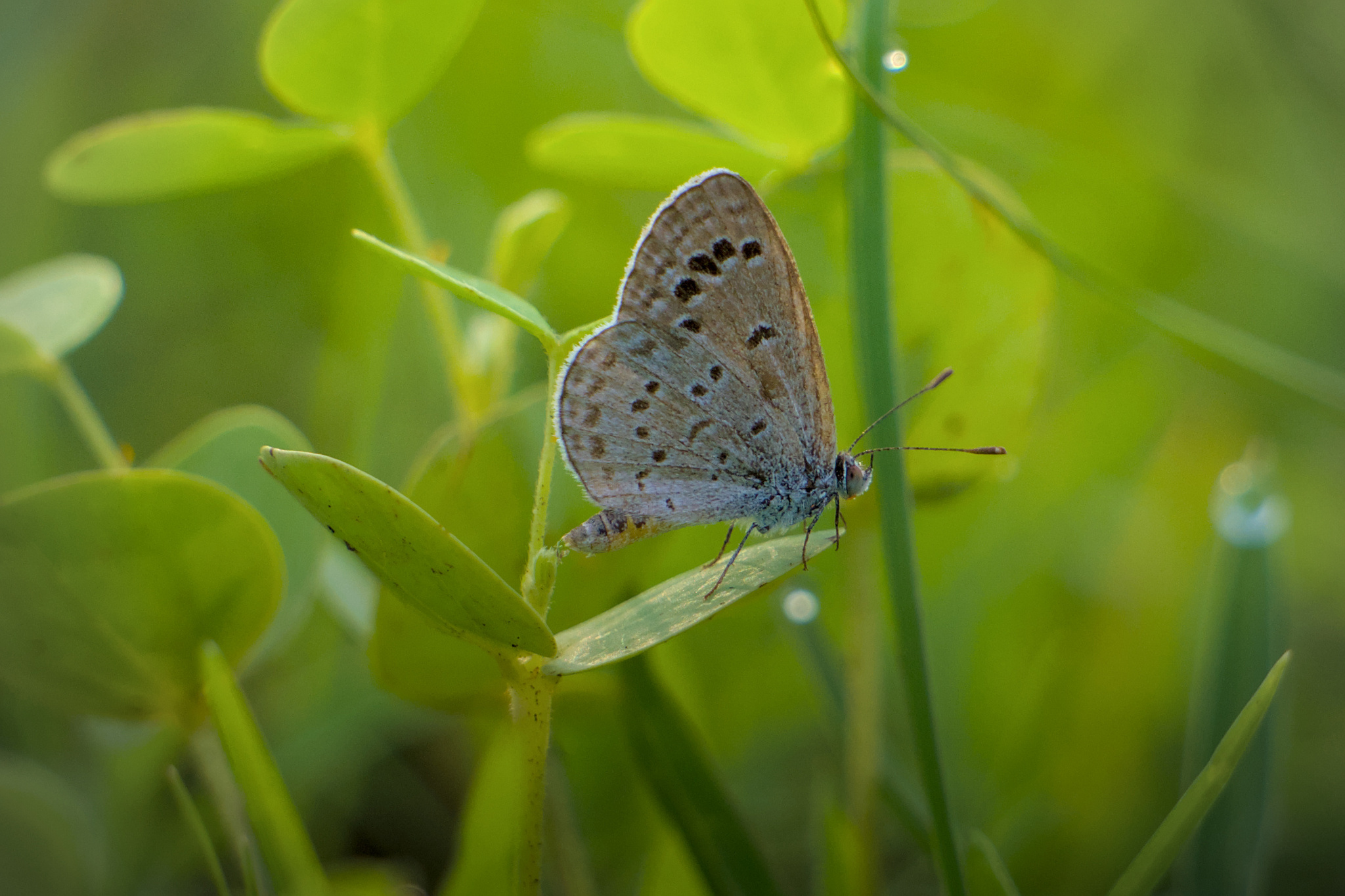 Lesser Grass Blue