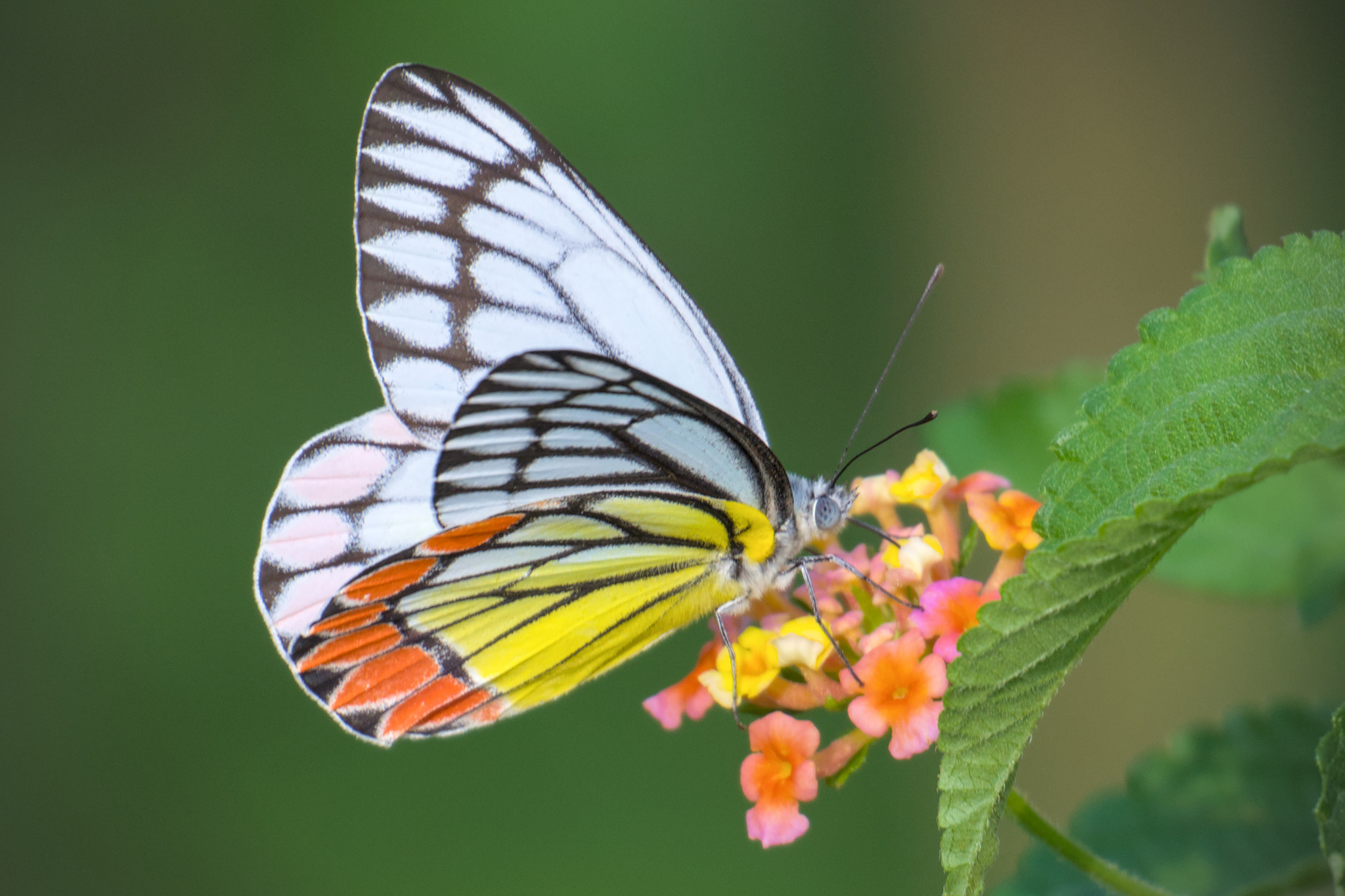 Indian Jezebel