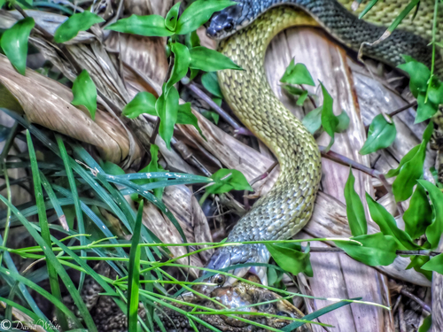 Common keelback sighting