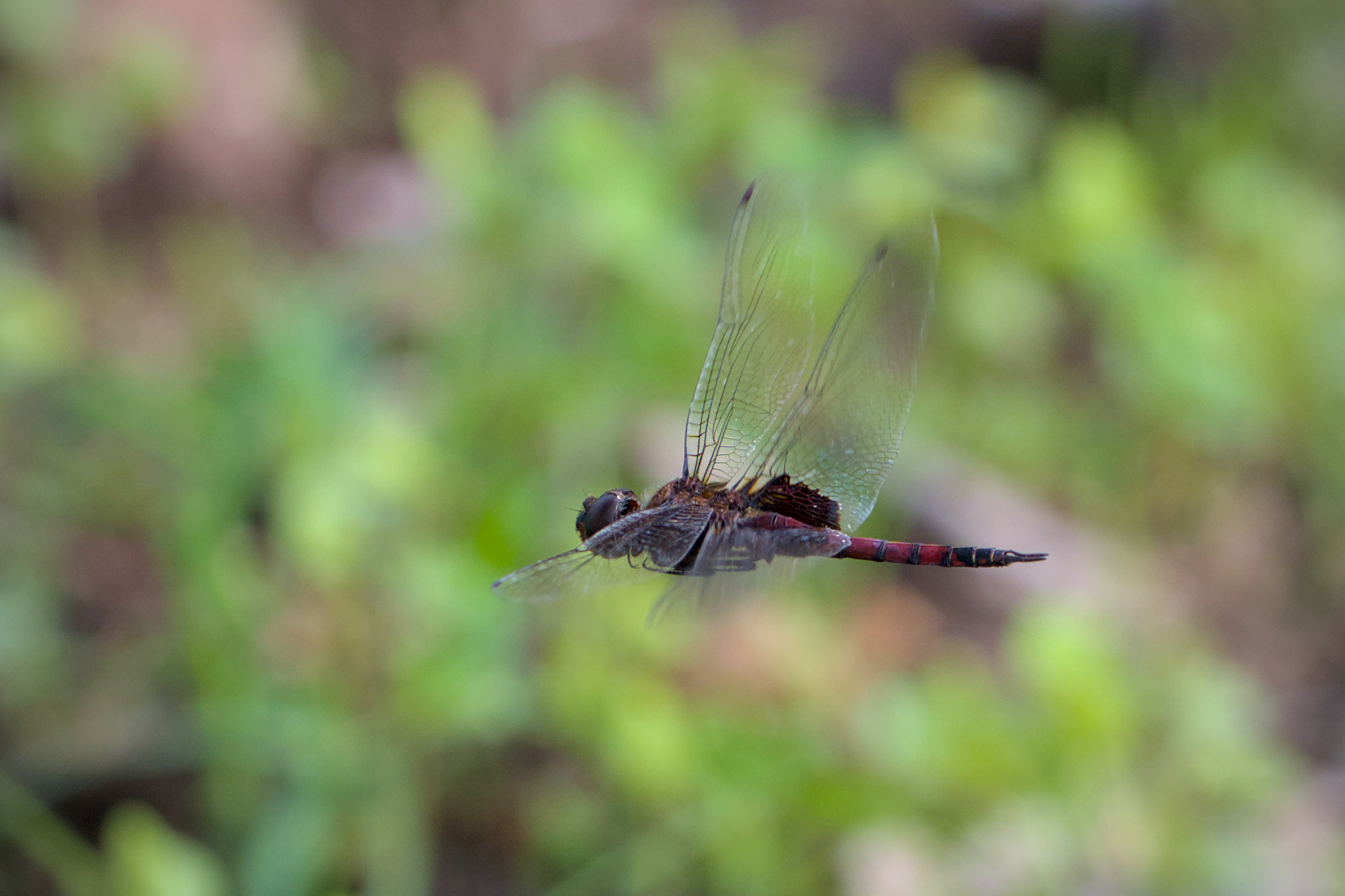 Black Marsh Trotter