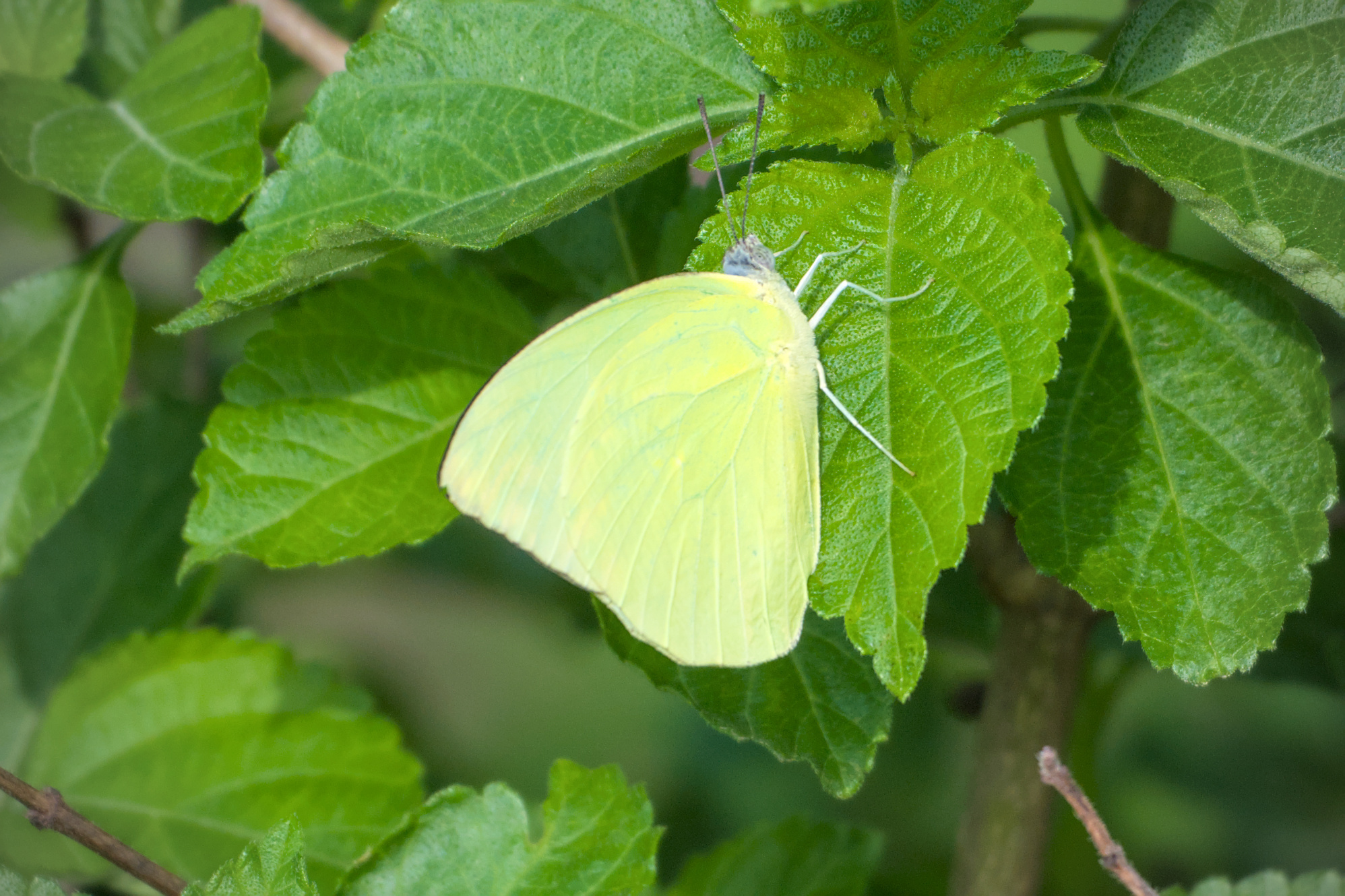 Lemon Emigrant