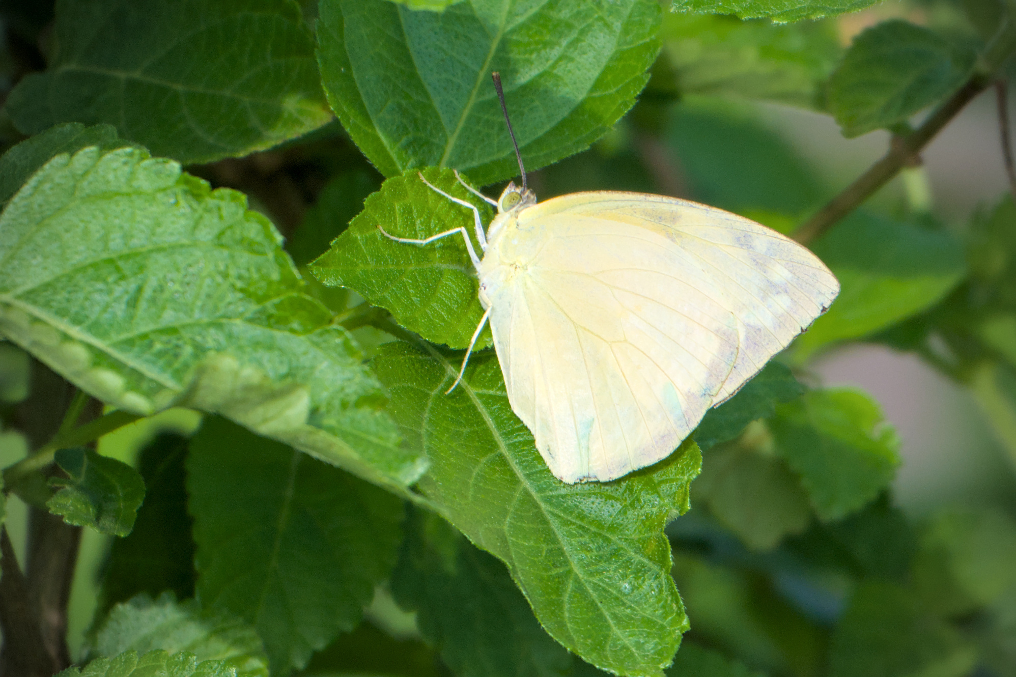 Lemon Emigrant
