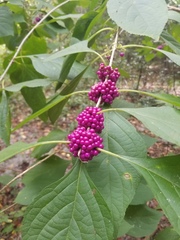 Callicarpa americana