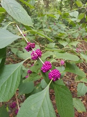 Callicarpa americana