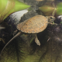 Mauremys japonica