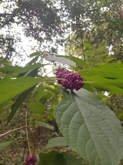 Callicarpa americana