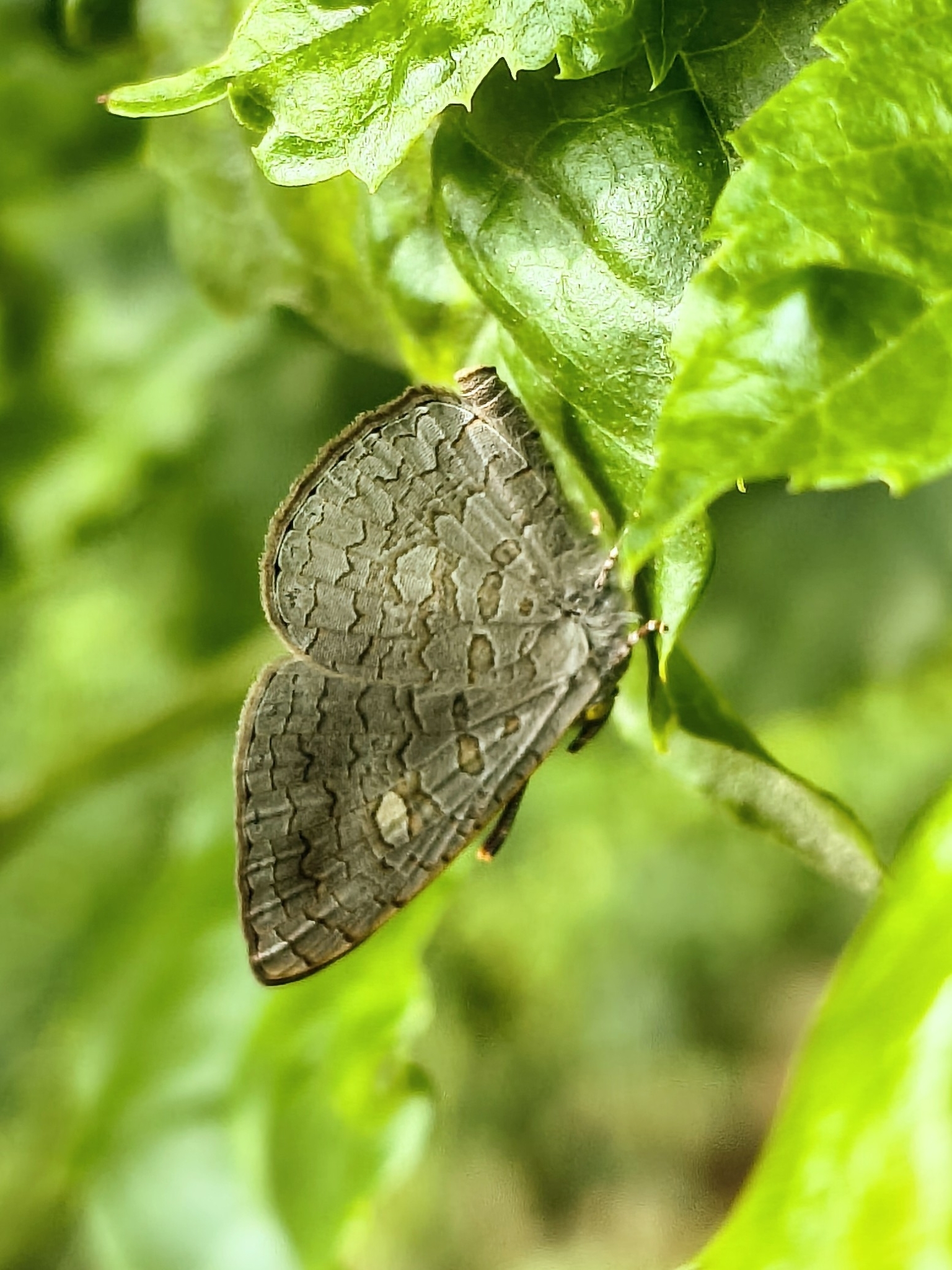Apefly
