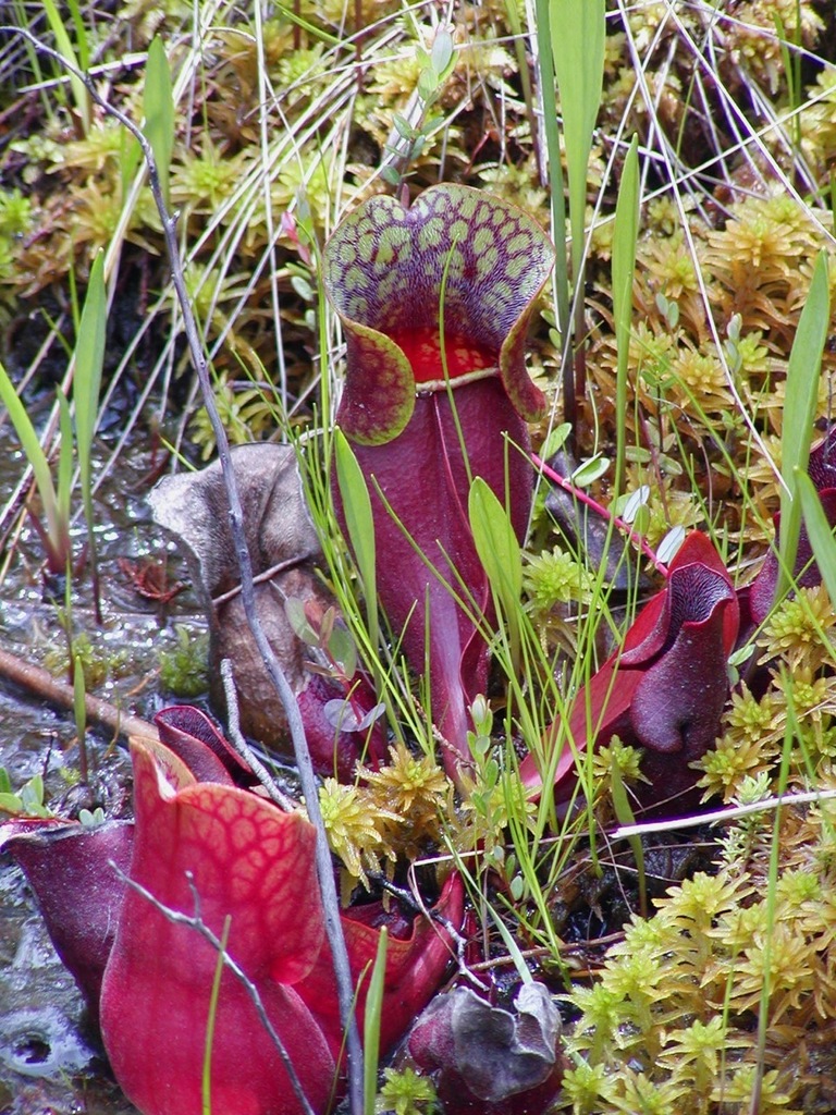 purple pitcher plant in June 2006 by Ken-ichi Ueda. Sarracenia purpurea ...