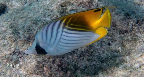 Chaetodon auriga