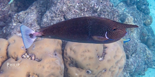 Naso brevirostris