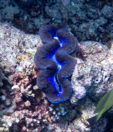Tridacna maxima