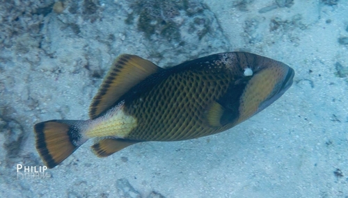 Balistoides viridescens