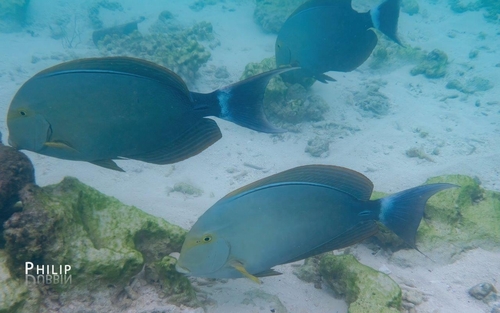 Acanthurus xanthopterus