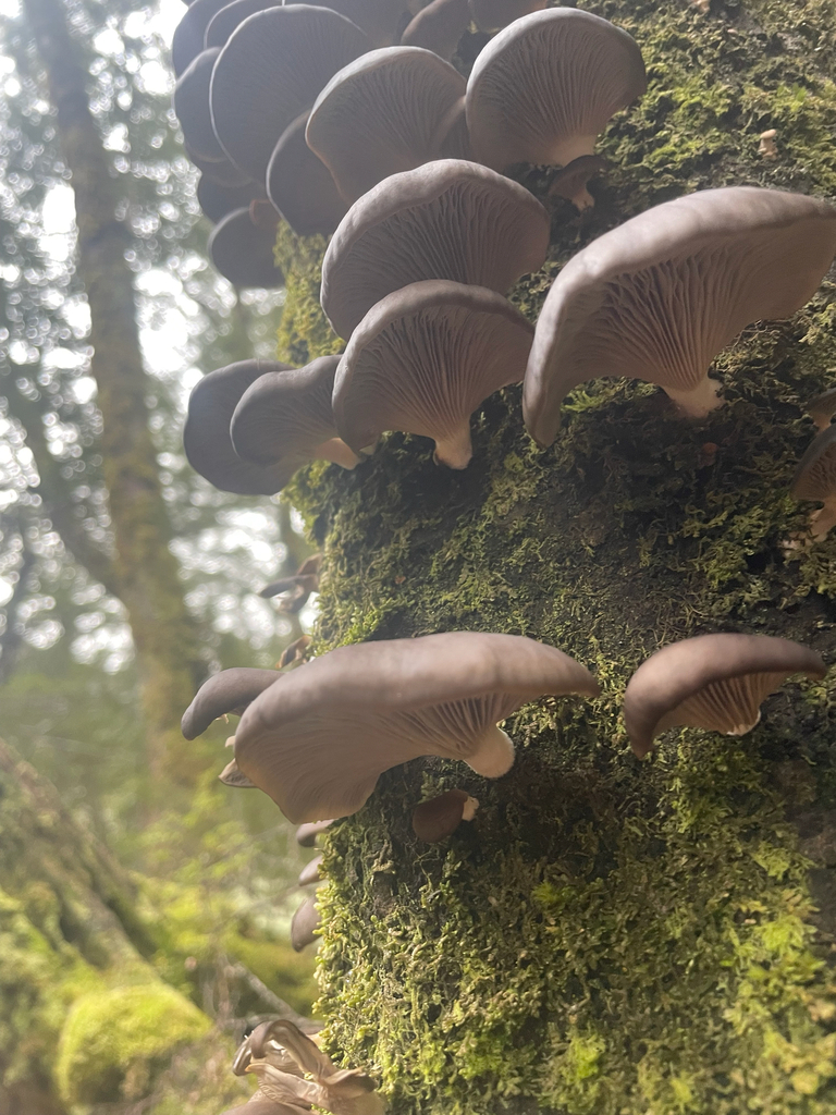 Pleurotus purpureo-olivaceus · June 2025 · photo: © christian_waddingham (iNaturalist, cc0)