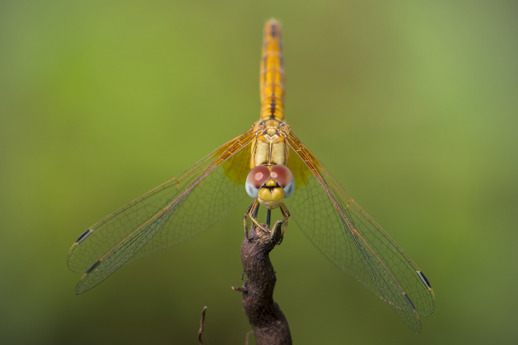 Crimson Marsh Glider