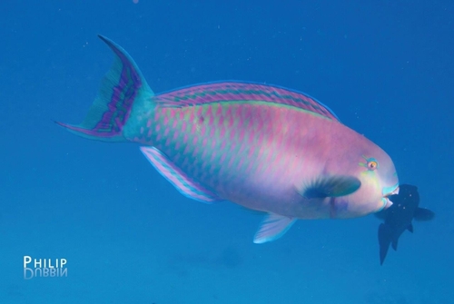 Chlorurus strongylocephalus