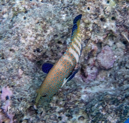 Cephalopholis argus