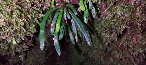 Scleroglossum sulcatum observed 2023-07-13