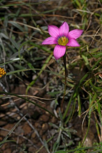 Romulea camerooniana