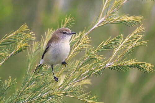 Western Gerygone (Gerygone fusca), photo 4