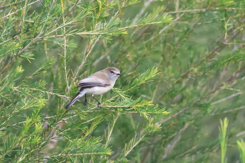 Western Gerygone (Gerygone fusca), photo 7