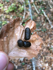 Capreolus