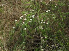 Metalasia pulchella