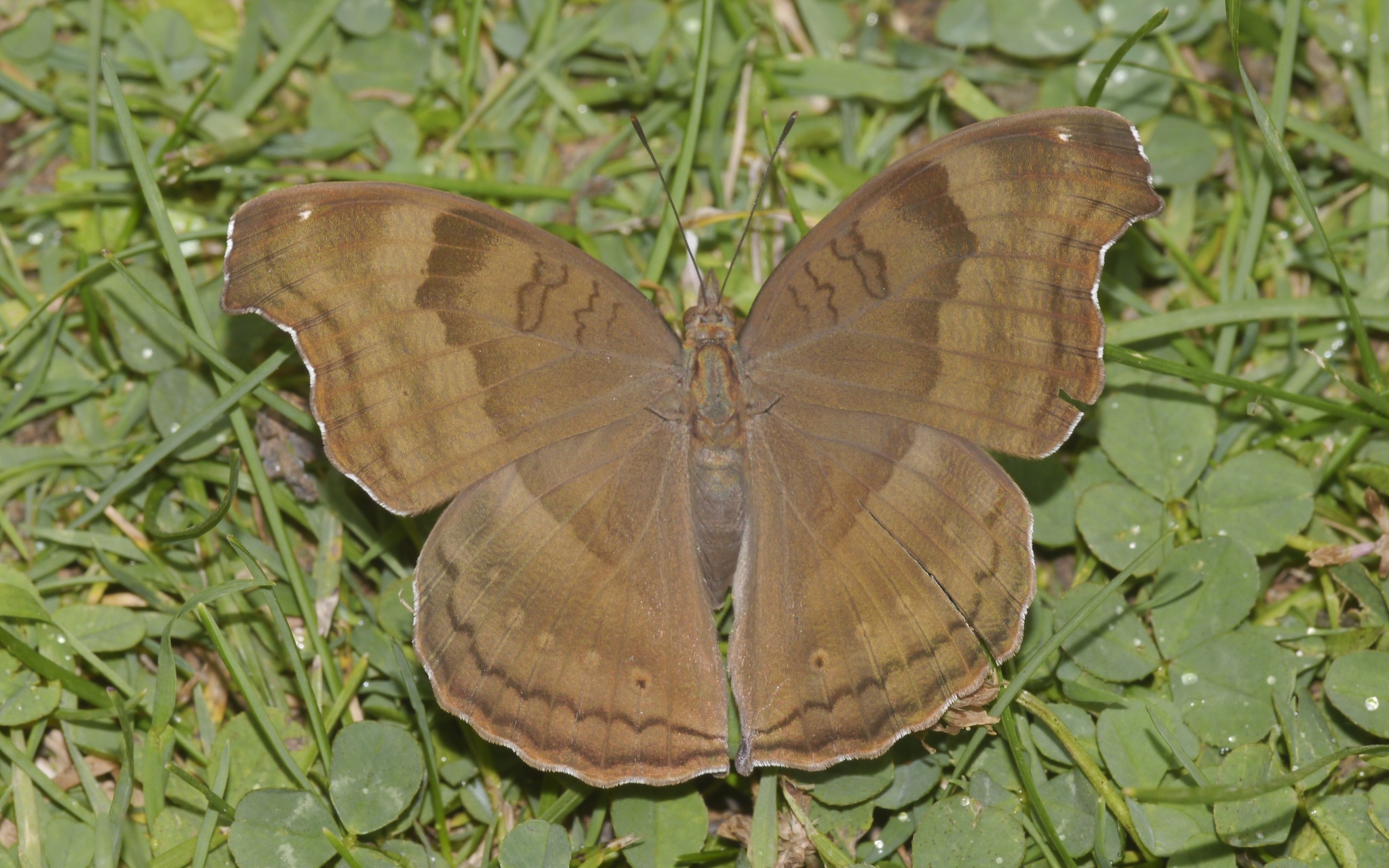 Chocolate Pansy