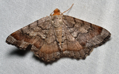 Macaria distribuaria