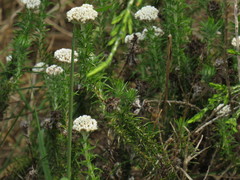 Metalasia pulchella