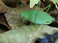 Amblycorypha rotundifolia