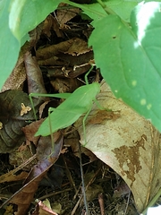 Amblycorypha rotundifolia