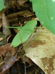 Amblycorypha rotundifolia