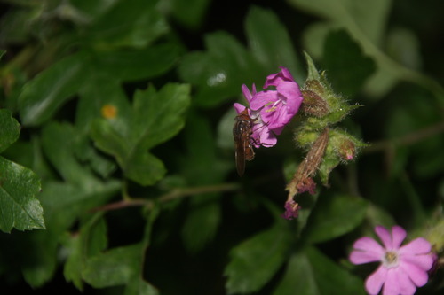 Heineken Fly, 6255 Noorbeek, Netherlands, photo 6 of 10