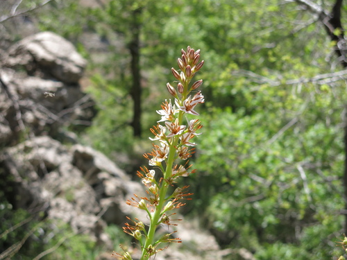 Eremurus spectabilis, photograph 5