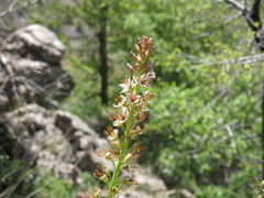 Eremurus spectabilis, photograph (c) Nachman bones, some rights reserved (CC BY)