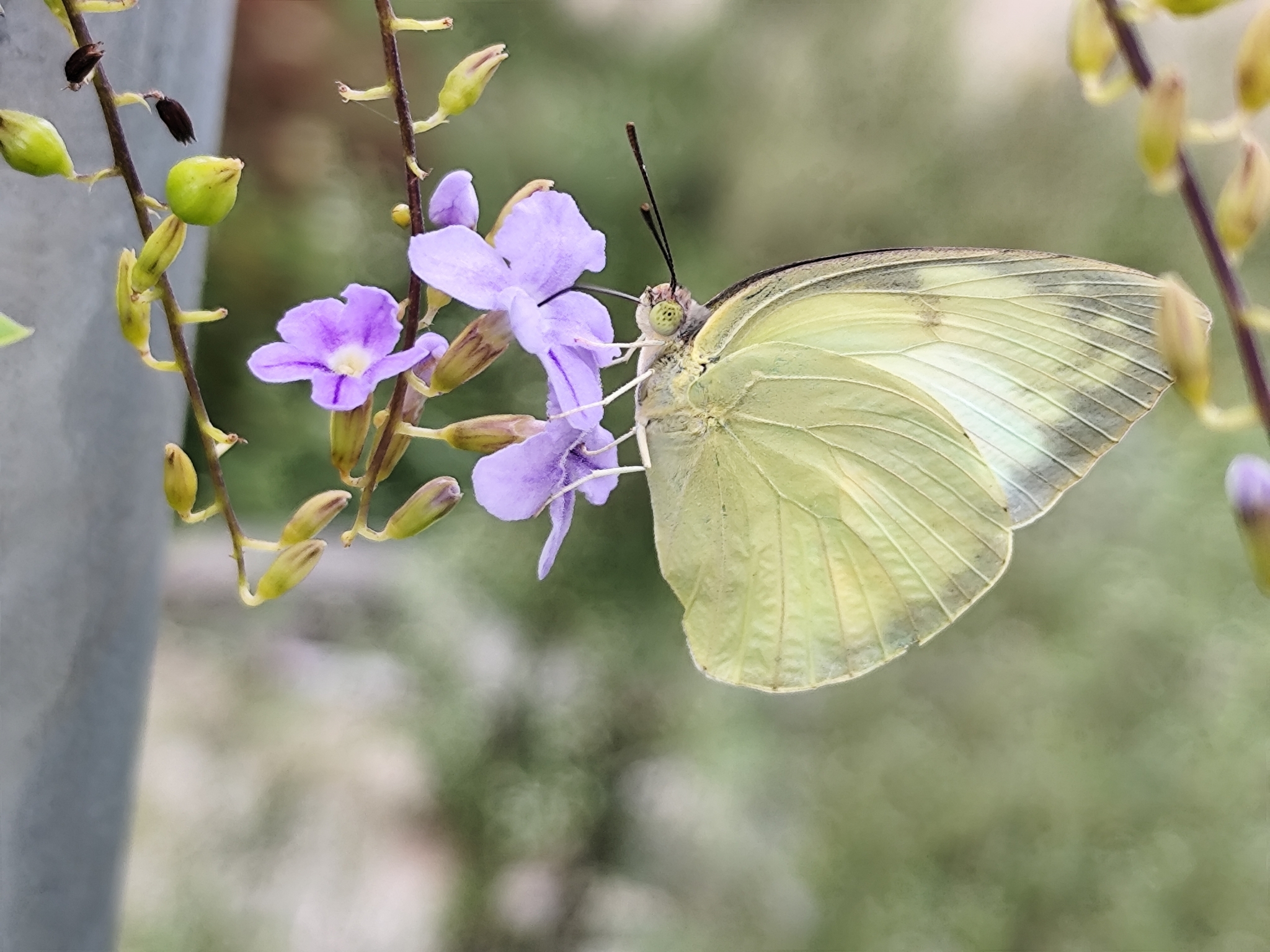 Lemon Emigrant