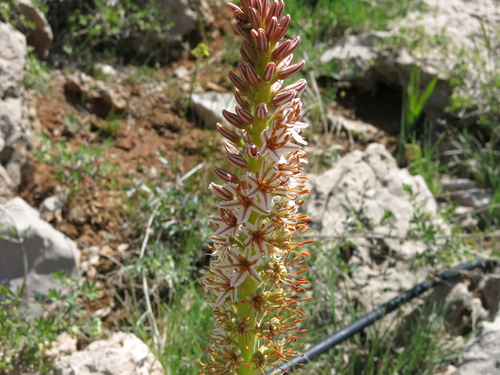 Çiriş (Eremurus spectabilis)