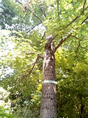 Liquidambar styraciflua