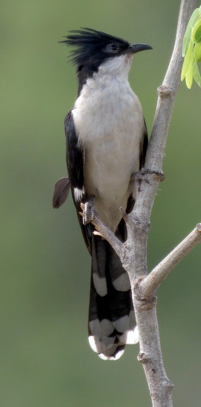 Jacobin Cuckoo