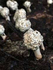 Podosordaria