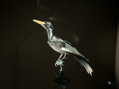 Ivory-Billed Woodpecker photo 2