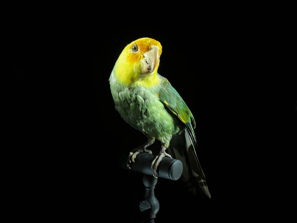 Carolina Parakeet photo