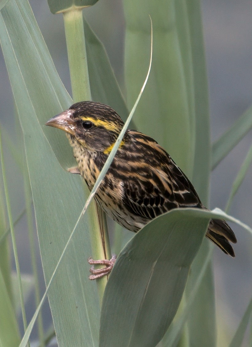 Streaked Weaver