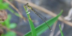 Platycnemis phyllopoda