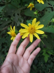 Rumfordia exauriculata