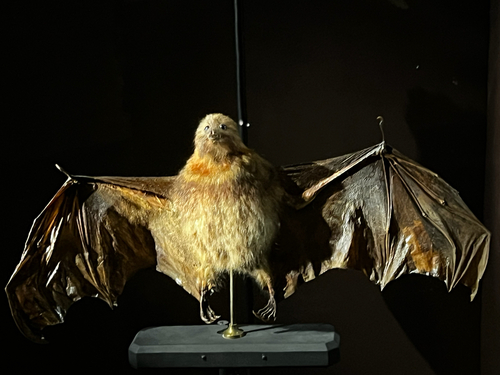 Dark flying fox (Pteropus subniger) — Extinct Mammalia